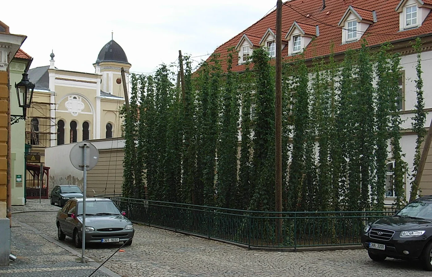 Malá chmelnice v centru Žatce